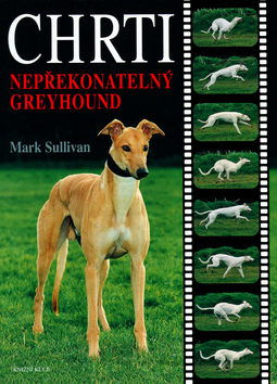 CHRTI NEPREKONATELNI GREYHOUND