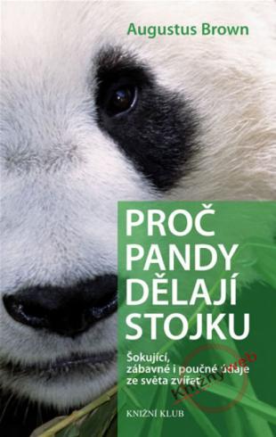 PROC PANDY DELAJI STOJKU