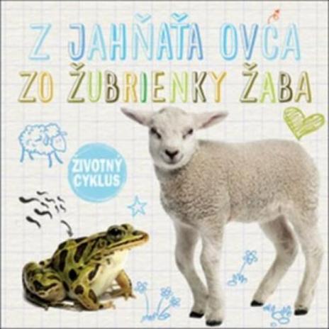 Z JAHNATA OVCA ZO ZUBRIENKY ZABA